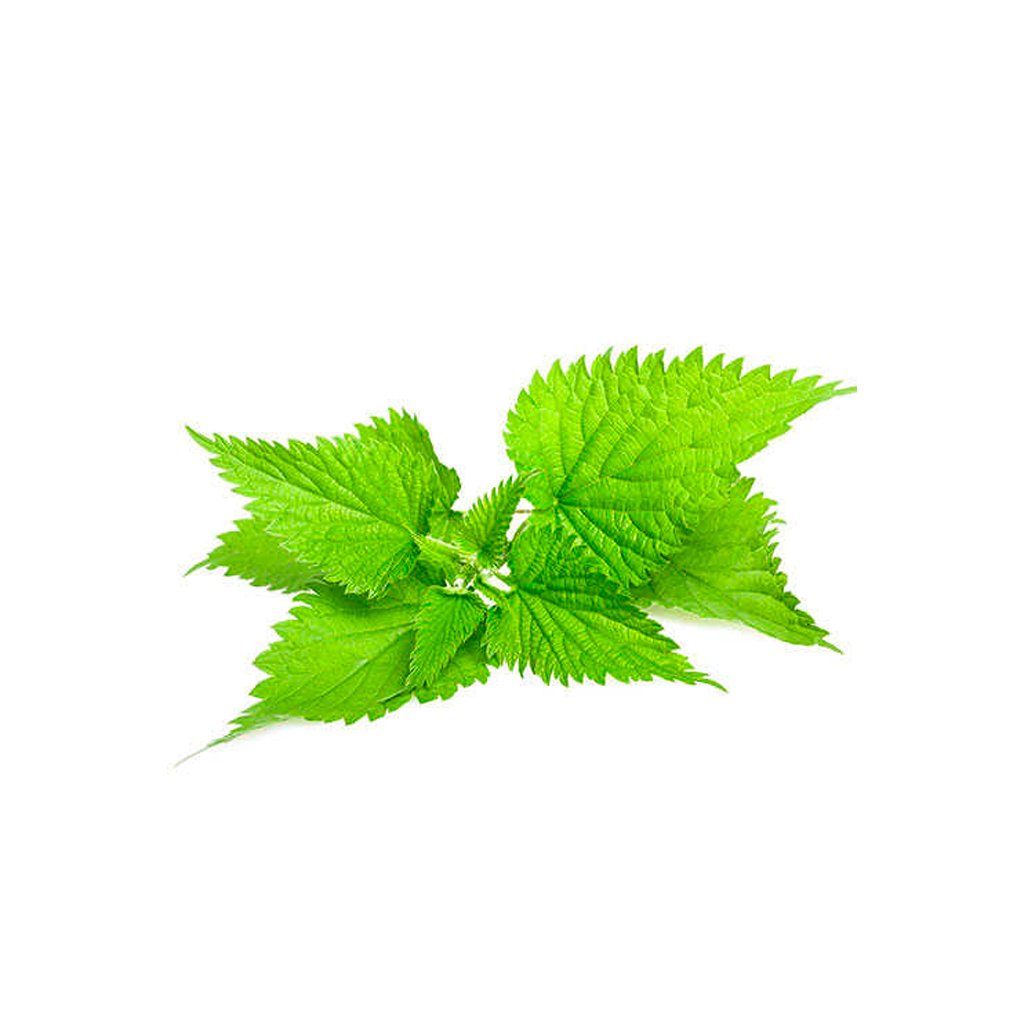 Nettle Leaf