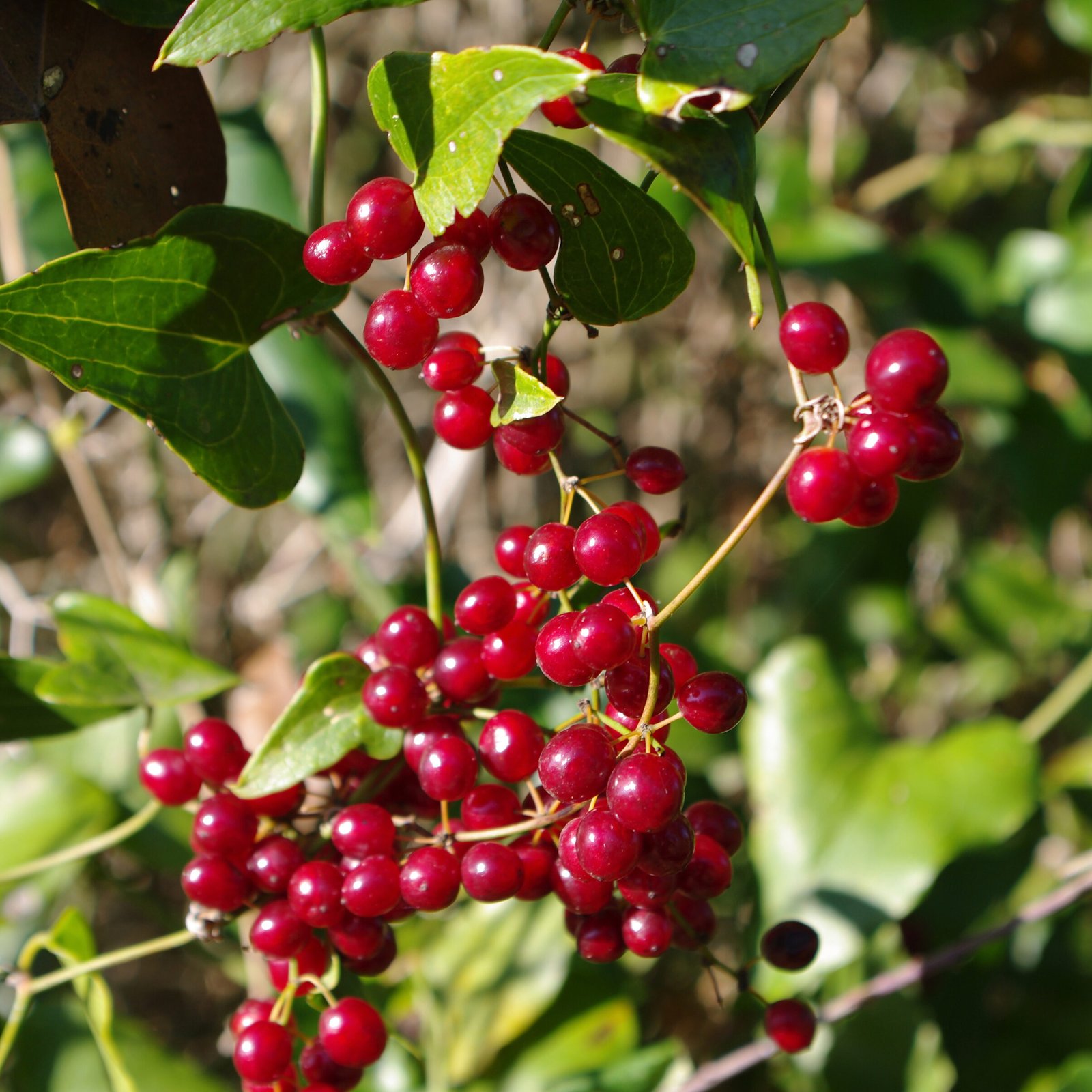 Sarsaparilla
