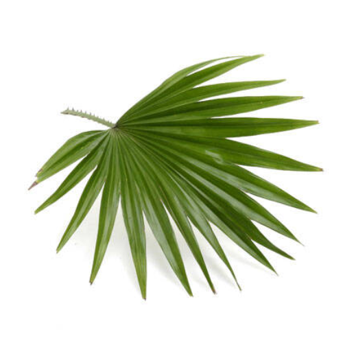 Saw Palmetto